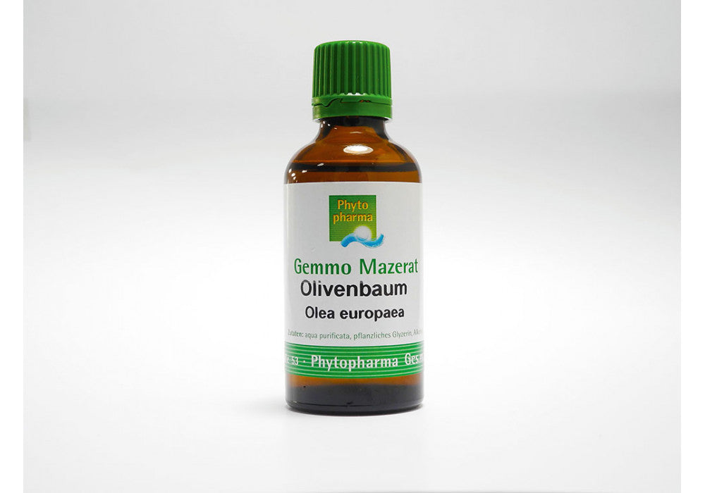 Olivenbaum Gemmo-Mazerat