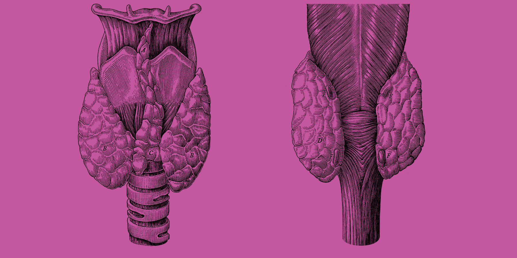 NDT „Natural Desiccated Thyroid“ Natürlicher SchilddrüsenExtrakt